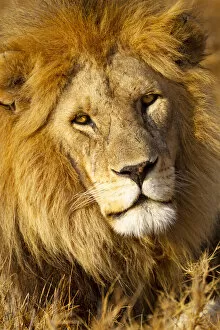 Africa Gallery: Africa, Tanzania. Headshot of a male lion