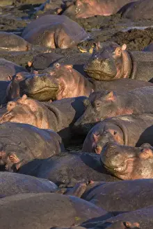 Images Dated 10th August 2013: Africa. Tanzania. Hippopotamus (Hippopotamus amphibius) in Serengeti NP