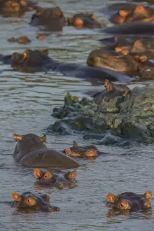 Tanzania Prints: Africa. Tanzania. Hippopotamus (Hippopotamus amphibius) in Serengeti NP