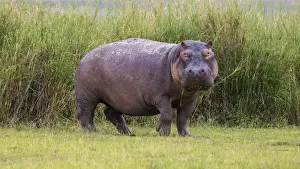 Images Dated 7th February 2014: Africa. Tanzania. Hippopotamus (Hippopotamus amphibius) in Serengeti NP