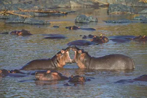 Hippo Prints: Africa. Tanzania. Hippopotamus (Hippopotamus amphibius) in Serengeti NP
