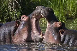 Africa. Tanzania. Hippopotamus sparring at the Hippo Pool at Ngorongoro Crater, Ngorongoro