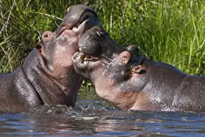 Africa. Tanzania. Hippopotamus sparring at the Hippo Pool at Ngorongoro Crater, Ngorongoro