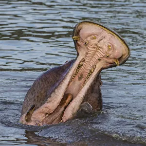 Hippo Prints: Africa. Tanzania. Hippopotamus yawn (Hippopotamus amphibius) in Serengeti NP