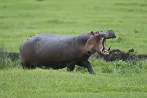 Africa. Tanzania. Hippopotamus yawns at the Hippo Pool at Ngorongoro Crater, Ngorongoro