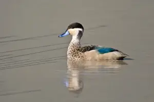 Africa. Tanzania. Hottentot Teal in Ngorongoro Crater, Ngorongoro Conservation Area