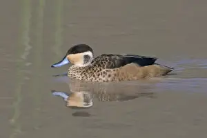 Images Dated 9th February 2009: Africa. Tanzania. Hottentot Teal in Ngorongoro Crater, Ngorongoro Conservation Area