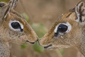 Africa. Tanzania. Kirks Dik Dik at Manyara NP