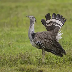 Africa. Tanzania. Kori bustard (Ardeotis kori struthiunculus) at Ngorongoro crater