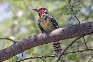 Images Dated 1st February 2018: Africa, Tanzania, Lake Manyara National Park