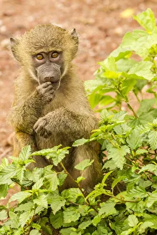 Africa, Tanzania, Lake Manyara National Park. Olive baboon baby close-up Africa, Tanzania, Lake Manyara National Park. Olive baboon baby close-up