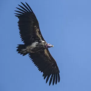 Africa. Tanzania. Lappet-faced vulture (Torgos t. tracheliotus) in Serengerti NP