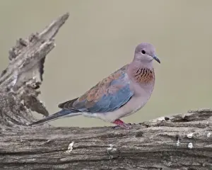 Images Dated 5th February 2009: Africa. Tanzania. Laughing Dove at Ndutu in the Ngorongoro Conservation Area