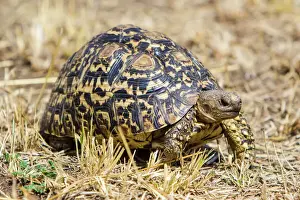 Editor's Picks: Africa. Tanzania. Leopard tortoise (Stigmochelys pardalis) in Serengeti NP