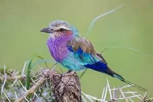 Images Dated 4th February 2016: Africa. Tanzania. Lilac-breasted roller (Coracias caudatus) in Serengerti NP