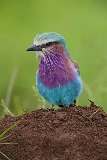 Africa. Tanzania. Lilac-breasted roller (Coracias caudatus) in Serengerti NP