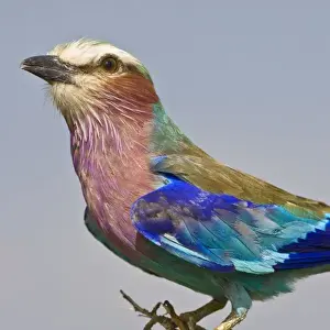 Images Dated 1st February 2009: Africa. Tanzania. Lilac-Breasted Roller in Tarangire NP