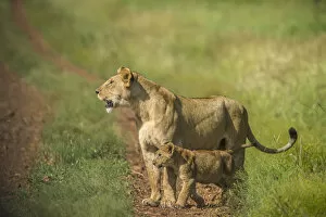 Tanzania Gallery: Africa, Tanzania, Lioness with cub