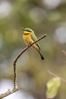 Jones And Shimlock Prints: Africa, Tanzania. Little bee-eater bird on limb. Credit as