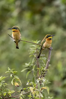 Jones And Shimlock Prints: Africa, Tanzania. Little bee-eater birds on limb. Credit as
