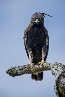 Africa. Tanzania. Long-crested eagle (Lophaetus occipitalis) in Serengeti NP