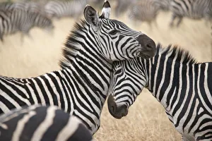Images Dated 2022: Africa, Tanzania. Loving zebras nuzzle in the Serengeti