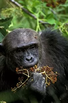 Africa, Tanzania, Mahale National Park. Chimpanzee (Pan troglodites)