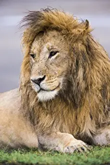 Images Dated 1st February 2016: Africa. Tanzania. Male African lion (Panthera leo) at Ndutu in Serengeti NP