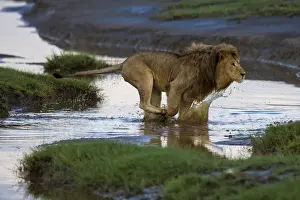 Images Dated 1st February 2016: Africa. Tanzania. Male African lion (Panthera leo) at Ndutu in Serengeti NP