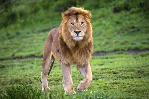 Images Dated 1st February 2016: Africa. Tanzania. Male African lion (Panthera leo) at Ndutu in Serengeti NP