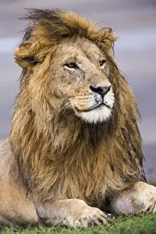 Images Dated 1st February 2016: Africa. Tanzania. Male African lion (Panthera leo) at Ndutu in Serengeti NP