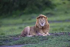 Images Dated 1st February 2016: Africa. Tanzania. Male African lion (Panthera leo) at Ndutu in Serengeti NP