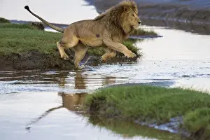 Images Dated 1st February 2016: Africa. Tanzania. Male African lion (Panthera leo) at Ndutu in Serengeti NP