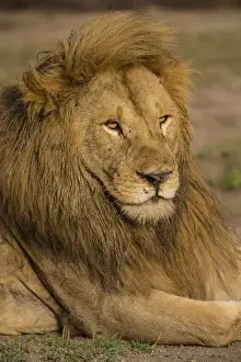 Images Dated 27th January 2016: Africa. Tanzania. Male African lion (Panthera leo) at Ndutu in Serengeti NP