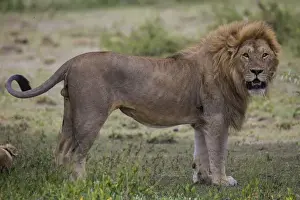 Images Dated 1st February 2014: Africa. Tanzania. Male African lion (Panthera leo) at Ndutu in Serengeti NP