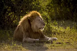 Images Dated 1st February 2014: Africa. Tanzania. Male African lion (Panthera leo) at Ndutu in Serengeti NP