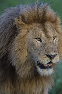 Lion Prints: Africa. Tanzania. Male African lion (Panthera leo) at Ndutu in Serengeti NP