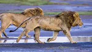 Serengeti Prints: Africa. Tanzania. Male African lions (Panthera leo) at Ndutu in Serengeti NP