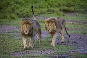 Africa. Tanzania. Male African lions (Panthera leo) at Ndutu in Serengeti NP