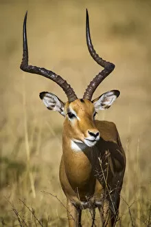 Tanzania Gallery: Africa. Tanzania. Male Impala (Aepyceros melampus) in Serengeti NP