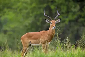 Images Dated 9th February 2016: Africa. Tanzania. Male Impala (Aepyceros melampus) in Serengeti NP
