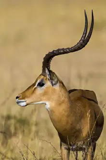 Images Dated 12th August 2013: Africa. Tanzania. Male Impala (Aepyceros melampus) in Serengeti NP