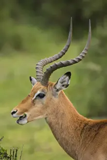 Tanzania Prints: Africa. Tanzania. Male Impala (Aepyceros melampus) in Serengeti NP