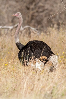 Ostrich Prints: Africa, Tanzania, male ostrich