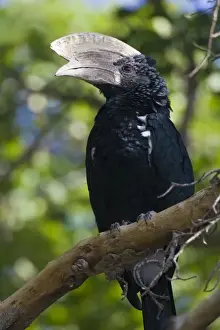 Images Dated 13th February 2009: Africa. Tanzania. Male Silvery-Cheeked Hornbill at Lake Manyara NP