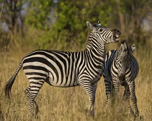 Africa. Tanzania. Male Zebra stallions (Equus quagga) fighting in Serengeti NP