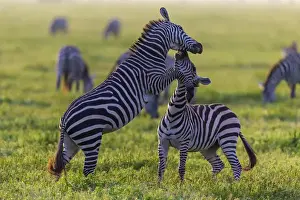 Images Dated 8th February 2016: Africa. Tanzania. Male Zebra stallions (Equus quagga) fighting in Serengeti NP