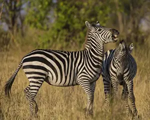 Africa. Tanzania. Male Zebra stallions (Equus quagga) fighting in Serengeti NP