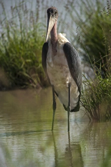 Africa, Tanzania, marabou