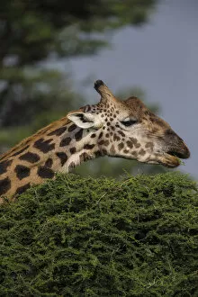 Africa. Tanzania. Masai giraffe (Giraffa tippelskirchi) at Ndutu in Serengeti NP
